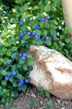 Hardy Blue Plumbago (Ceratostigma Plumbaginoides) - 1 Gallon Pot -SHRUBS and BUSHES Store Plumbago Ceratostigma Rev 500x750 1