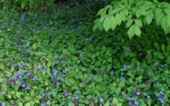 Hardy Blue Plumbago (Ceratostigma Plumbaginoides) - 1 Gallon Pot -SHRUBS and BUSHES Store Plumbago hardy 2