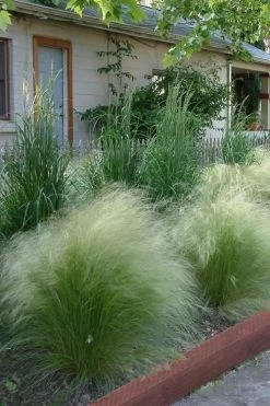 Pony Tails Mexican Feather Grass - Stipa Tennuissima - 1 Gallon Pot -SHRUBS and BUSHES Store Ponytails Grass Mexican Feather Rev 500x750 2