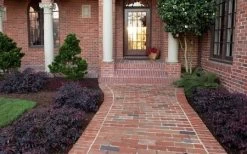 Purple Pixie Loropetalum - 3 Gallon Pot -SHRUBS and BUSHES Store Purple Pixie Loropetalum Border