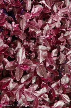 Purple Wintercreeper - Euonymus Fortunei Coloratus - 10 Pack Of Pint Pots -SHRUBS and BUSHES Store Purple Wintercreeper 7