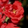 Iwai Nishiki Red Flowering Quince - 3 Gallon Pot 1 Iwai Nishiki Red Flowering Quince - 3 Gallon Pot -SHRUBS and BUSHES Store Quince Iwai Nishiki 1