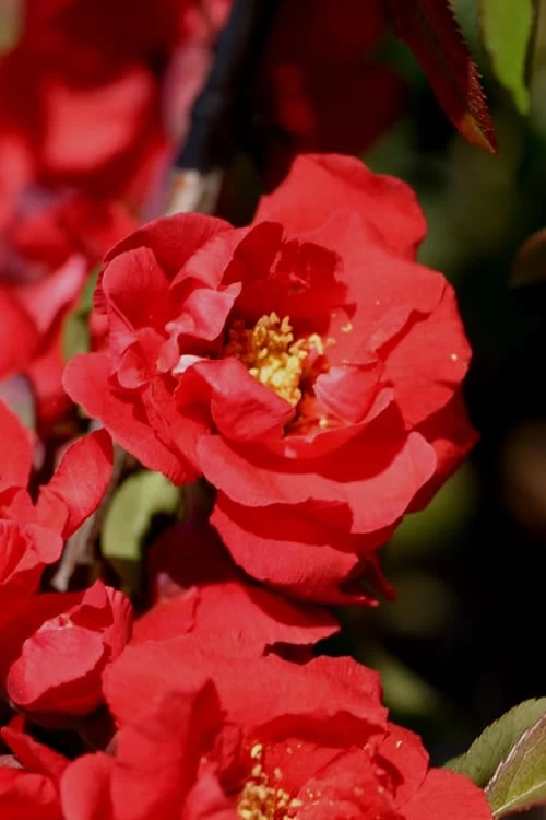 Iwai Nishiki Red Flowering Quince - 3 Gallon Pot 2 Iwai Nishiki Red Flowering Quince - 3 Gallon Pot