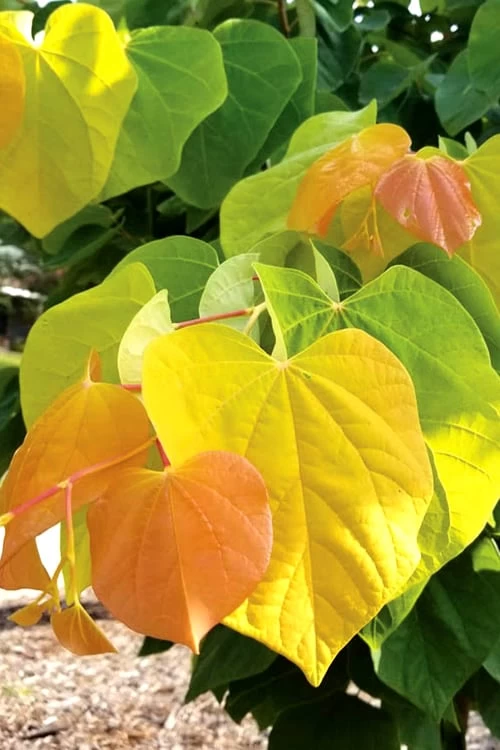 The Rising Sun Redbud Tree - 7 Gallon Pot (4-5') 3 The Rising Sun Redbud Tree - 7 Gallon Pot (4-5')