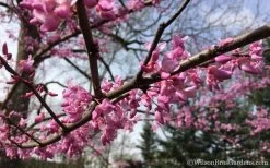 The Rising Sun Redbud Tree - 7 Gallon Pot (4-5') 14 The Rising Sun Redbud Tree - 7 Gallon Pot (4-5') -SHRUBS and BUSHES Store Redbud Rising Sun 31