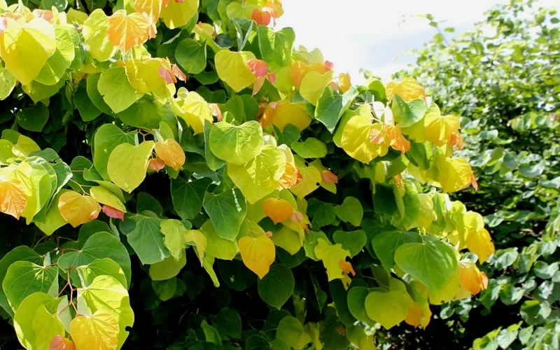 The Rising Sun Redbud Tree - 7 Gallon Pot (4-5') 8 The Rising Sun Redbud Tree - 7 Gallon Pot (4-5') - Image 6