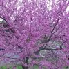 Eastern Redbud - 7 Gallon Pot 2 Eastern Redbud - 7 Gallon Pot -SHRUBS and BUSHES Store Redbud Tree Eastern 500x750 1