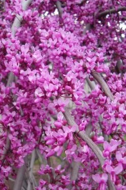 Golden Falls Weeping Redbud Tree - 5 Gallon Pot (4-5') -SHRUBS and BUSHES Store Redbud lavender twist Weeping 1