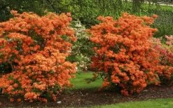 Gibraltar Azalea (Rhododendron) - 3 Gallon Pot -SHRUBS and BUSHES Store Rhododendron Gibraltar 1