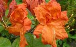 Gibraltar Azalea (Rhododendron) - 3 Gallon Pot -SHRUBS and BUSHES Store Rhododendron Gibraltar 3
