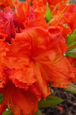 Gibraltar Azalea (Rhododendron) - 3 Gallon Pot -SHRUBS and BUSHES Store Rhododendron Gibraltar 4