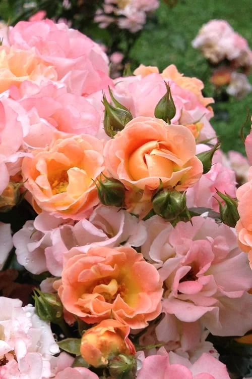 Peach Drift Groundcover Rose - 3 Gallon Pot 7 Peach Drift Groundcover Rose - 3 Gallon Pot - Image 5