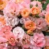 Peach Drift Groundcover Rose - 3 Gallon Pot -SHRUBS and BUSHES Store Rose Drift Peach 23