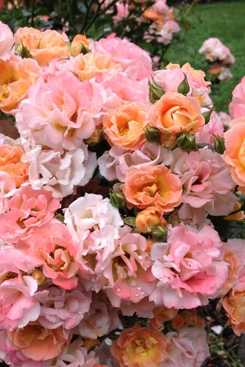 Peach Drift Groundcover Rose - 3 Gallon Pot 3 Peach Drift Groundcover Rose - 3 Gallon Pot