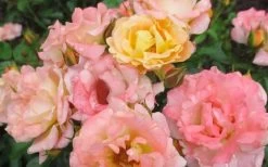Peach Drift Groundcover Rose - 3 Gallon Pot 10 Peach Drift Groundcover Rose - 3 Gallon Pot -SHRUBS and BUSHES Store Rose Drift Peach