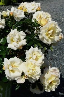Popcorn Drift Groundcover Rose - 3 Gallon Pot 13 Popcorn Drift Groundcover Rose - 3 Gallon Pot -SHRUBS and BUSHES Store Rose Drift Popcorn 10 1