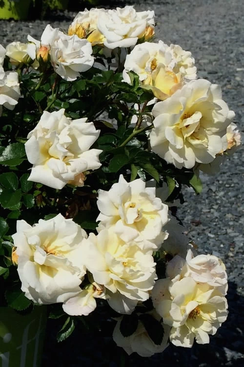 Popcorn Drift Groundcover Rose - 3 Gallon Pot 8 Popcorn Drift Groundcover Rose - 3 Gallon Pot - Image 6