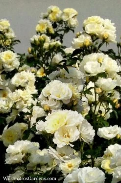 Popcorn Drift Groundcover Rose - 1 Gallon Pot 11 Popcorn Drift Groundcover Rose - 1 Gallon Pot -SHRUBS and BUSHES Store Rose Drift Popcorn 16