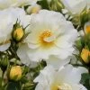 Popcorn Drift Groundcover Rose - 1 Gallon Pot -SHRUBS and BUSHES Store Rose Drift Popcorn 19