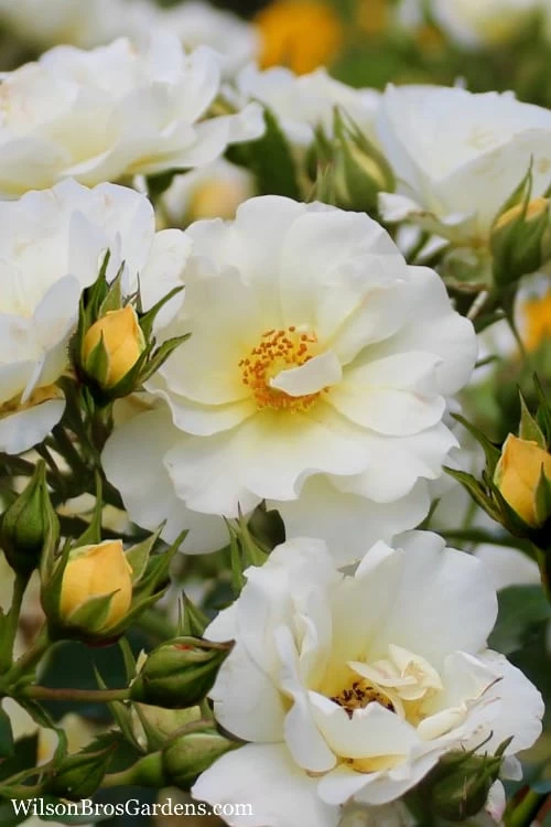 Popcorn Drift Groundcover Rose - 1 Gallon Pot 3 Popcorn Drift Groundcover Rose - 1 Gallon Pot