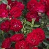Red Drift Groundcover Rose - 3 Gallon Pot -SHRUBS and BUSHES Store Rose Drift Red 10