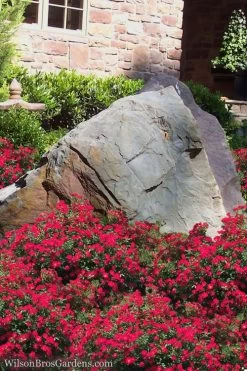 Red Drift Groundcover Rose - 3 Gallon Pot -SHRUBS and BUSHES Store Rose Drift Red 12