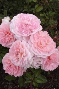 Sweet Drift Groundcover Rose - 2 Gallon Pot -SHRUBS and BUSHES Store Rose Drift Sweet 20 1