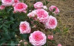 Sweet Drift Groundcover Rose - 2 Gallon Pot -SHRUBS and BUSHES Store Rose Drift Sweet 21 1