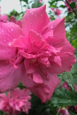 Lucy Rose Of Sharon (Single Trunk Tree) - 7 Gallon Pot (3-4') -SHRUBS and BUSHES Store Rose Of Sharon Lucy 12 2