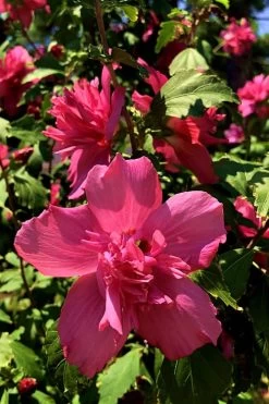 Lucy Rose Of Sharon (Althea) - Hibiscus Syriacus - 3 Gallon Pot -SHRUBS and BUSHES Store Rose Of Sharon Lucy 13