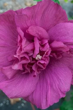Magenta Chiffon Rose Of Sharon - Hibiscus Syriacus - 2 Gallon Pot -SHRUBS and BUSHES Store Rose Of Sharon Magenta Chiffon 4 2
