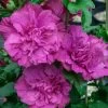 Magenta Chiffon Rose Of Sharon - Hibiscus Syriacus - 2 Gallon Pot -SHRUBS and BUSHES Store Rose Of Sharon Magenta Chiffon 5 2