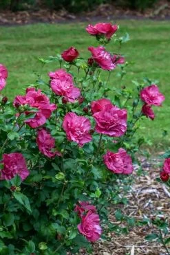 Magenta Chiffon Rose Of Sharon - Hibiscus Syriacus - 3 Gallon Pot -SHRUBS and BUSHES Store Rose Of Sharon Magenta Chiffon 6 1