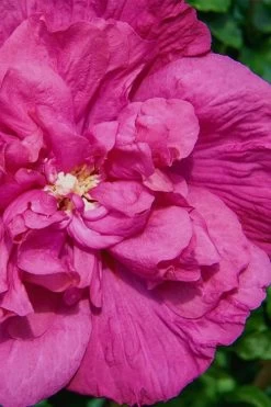 Magenta Chiffon Rose Of Sharon - Hibiscus Syriacus - 3 Gallon Pot -SHRUBS and BUSHES Store Rose Of Sharon Magenta Chiffon 7 1