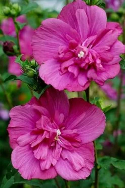 Magenta Chiffon Rose Of Sharon - Hibiscus Syriacus - 3 Gallon Pot -SHRUBS and BUSHES Store Rose Of Sharon Magenta Chiffon 8 1