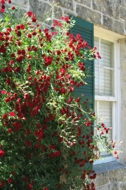 Red Cascade Miniature Climbing Rose - 6 Pack Of 1 Gallon Pots 19 Red Cascade Miniature Climbing Rose - 6 Pack Of 1 Gallon Pots -SHRUBS and BUSHES Store Rose Red Cascade 10