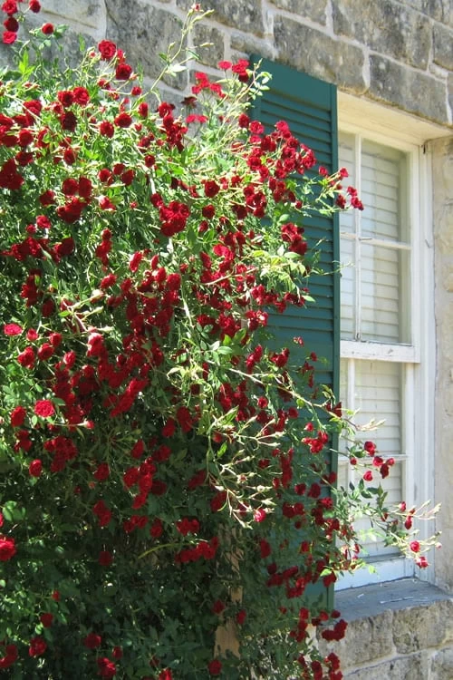 Red Cascade Miniature Climbing Rose - 6 Pack Of 1 Gallon Pots 11 Red Cascade Miniature Climbing Rose - 6 Pack Of 1 Gallon Pots - Image 9