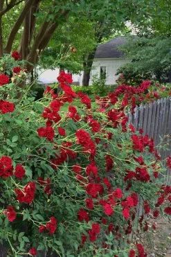 Red Cascade Miniature Climbing Rose - 6 Pack Of 1 Gallon Pots 18 Red Cascade Miniature Climbing Rose - 6 Pack Of 1 Gallon Pots -SHRUBS and BUSHES Store Rose Red Cascade 11