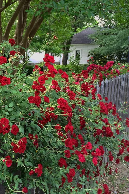 Red Cascade Miniature Climbing Rose - 6 Pack Of 1 Gallon Pots 10 Red Cascade Miniature Climbing Rose - 6 Pack Of 1 Gallon Pots - Image 8