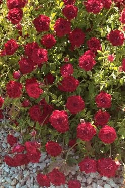 Red Cascade Miniature Climbing Rose - 6 Pack Of 1 Gallon Pots 17 Red Cascade Miniature Climbing Rose - 6 Pack Of 1 Gallon Pots -SHRUBS and BUSHES Store Rose Red Cascade 12