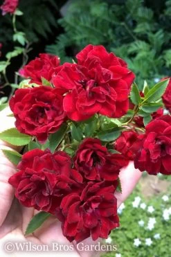 Red Cascade Miniature Climbing Rose - 6 Pack Of 1 Gallon Pots