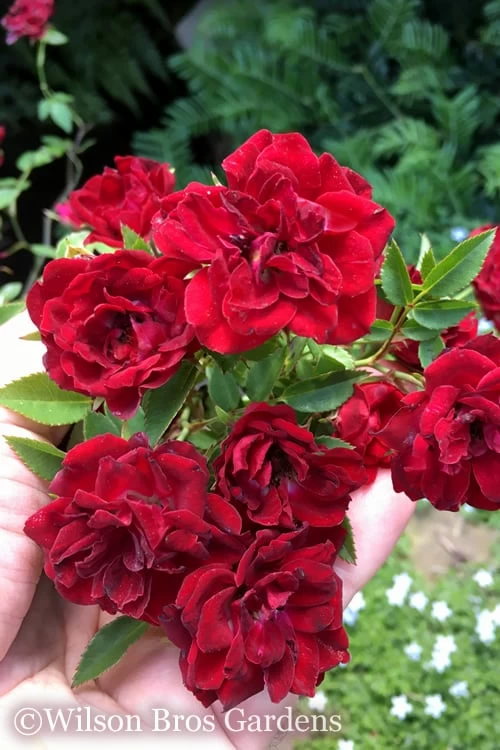Red Cascade Miniature Climbing Rose - 6 Pack Of 1 Gallon Pots 3 Red Cascade Miniature Climbing Rose - 6 Pack Of 1 Gallon Pots