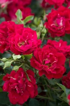 Red Drift Groundcover Rose - 3 Gallon Pot -SHRUBS and BUSHES Store Rose Red Drift BS