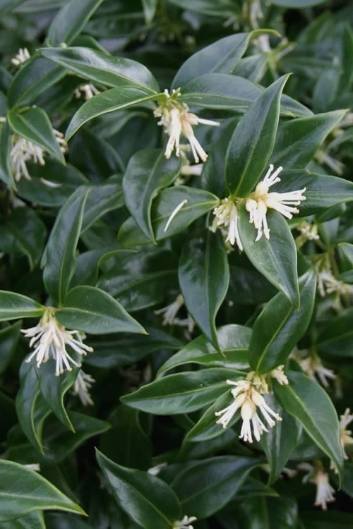 Confused Sweet Box (Sarcococca Confusa) - 6 Pack Of 1 Gallon Pots 3 Confused Sweet Box (Sarcococca Confusa) - 6 Pack Of 1 Gallon Pots
