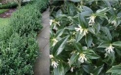 Confused Sweet Box (Sarcococca Confusa) - 6 Pack Of 1 Gallon Pots 17 Confused Sweet Box (Sarcococca Confusa) - 6 Pack Of 1 Gallon Pots -SHRUBS and BUSHES Store Sarcacocca Confusa Berries 2