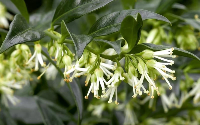 Confused Sweet Box (Sarcococca Confusa) - 6 Pack Of 1 Gallon Pots 8 Confused Sweet Box (Sarcococca Confusa) - 6 Pack Of 1 Gallon Pots - Image 6