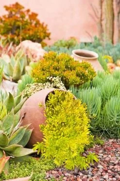 Lemon Ball Sedum - 3 Pack Of Quart Pots -SHRUBS and BUSHES Store Sedum mexicanum lemon ball 2