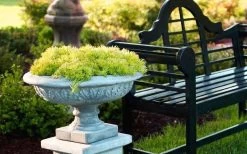 Lemon Ball Sedum - 3 Pack Of Quart Pots -SHRUBS and BUSHES Store Sedum mexicanum lemon ball 6