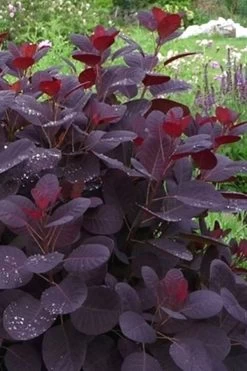 Royal Purple Smoke Tree (TREE FORM) - 5 Gallon Pot 19 Royal Purple Smoke Tree (TREE FORM) - 5 Gallon Pot -SHRUBS and BUSHES Store Smoke Tree Royal Purple 11