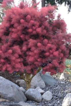Royal Purple Smoke Tree (TREE FORM) - 5 Gallon Pot 16 Royal Purple Smoke Tree (TREE FORM) - 5 Gallon Pot -SHRUBS and BUSHES Store Smoke Tree Royal Purple 12